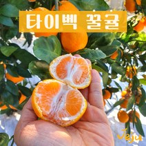 [다민이네]제주 타이벡 꿀귤 3kg/5kg/(실중량 2.5kg/4.5kg), 1개, 5kg(대과L-2L쥬스용)