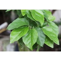 오토싱 안시 새우 가오리비파 식물성 물고기 먹이 먹이용 건조 구찌뽕잎 250g