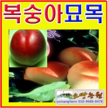 (D소망)수양홍겹벚나무 묘목 접목1년생 2그루