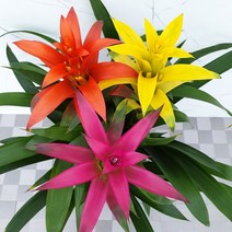 도희씨네 정원>> 구즈마니아 아나나스 삼색체리 340″ class=”wr-img”></a></div></p></div></p></div></p></div><div class=