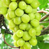 농랑부랑 고당도 국산 경북 김천 샤인머스켓 특품 1kg 2kg 1박스, 샤인머스켓 2kg(3-4수)