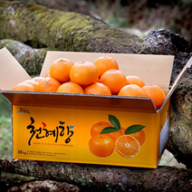 [흑토농원] 산지직송 제주 천혜향 가정용 3kg 5kg 10kg / 천혜향 레드향 한라봉, 천혜향 10kg, 소과 (56-68과)