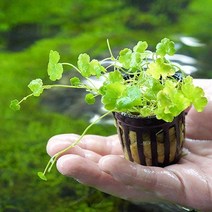 노치도메 1포트 (포트수초 전경수초 예쁜수초).미미네아쿠아