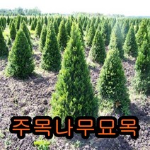 주목실4년생5그루.묘목.나무묘목.묘목판매, 1개, 주목3년분묘5그루