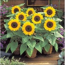 난쟁이 해바라기 씨앗 20립