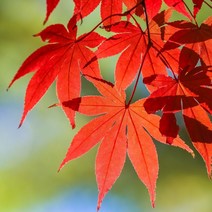 홍단풍 나무 묘목 (Amoenum) 실2년생 3주묶음 TT29-0
