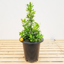 햇살농장 중형 유주나무 과실수 키우기(pot), 유주나무 중형