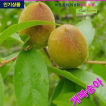 개복숭아 씨앗 10립