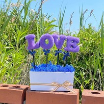 LOVE퍼플 블루 스칸디나비아모스 화분 l공기정화 식물