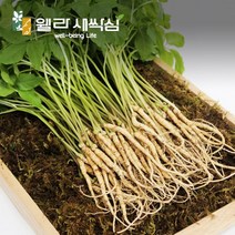 한우물농원 새싹삼 GAP인증 새싹인삼 산지직송, 중 50뿌리, 1박스