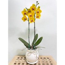 퀵 배송 교대승진난 성남꽃배달 문정승진화분 양재난배달 수서꽃배달 강남축하화분 구의축하화분 강동축하화분 개업축 사무실오픈축하난 서울승진화분 서초승진난 문정난배달 영전 개업 승진, 5.보라, 1개