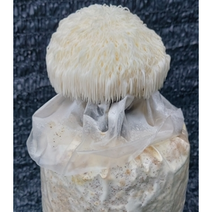 노루궁뎅이 버섯 키우기 키트 -6개 묶음, 6개