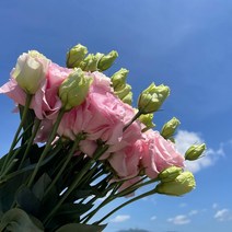 (하나플란츠) 생화 리시안셔스 1단 농장 수확 직송 꽃 선물 택배 온라인 꽃시장 꽃도매 (도착예정일은 따로 문의), 리시안핑크