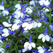 시즌플라워 [어린묘]로벨리아-블루 스플래쉬