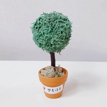 [스마일컴퍼니] 스칸디아모스 이끼 화분 실내 공기정화식물 행복나무모스(소), 1개, 행복나무모스(소)_퍼시픽그린