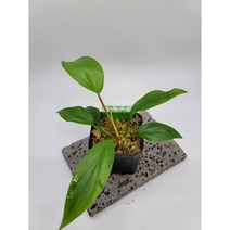 ﻿호마로메나 레드립 정글플랜츠 희귀식물 테라리움 비바리움, 1개