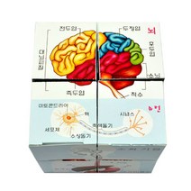 인체 큐브퍼즐 5명 set, 단품