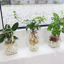 [바보사랑] 식물플랜테리어 누구나 쉬운 수경재배 DIY, 식물선택:호야