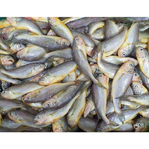해물총각 싱싱 참조기 52마리 내외 1박스 도매 매운탕 구이 튀김용, 50-52마리(2.5kg)