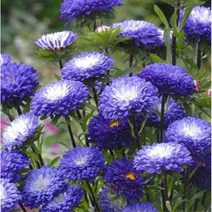 베란다 공주과꽃 블루앤화이트 씨앗 20립 조경 꽃씨몰 화분키우기 관상용꽃