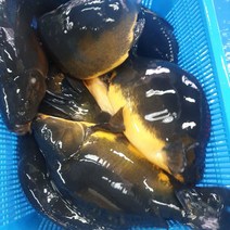 향어 대자 마라 탕 샹궈 중국식품 중화요리, 특대