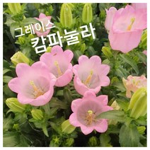 캄파놀라 그레이스 특 랜덤 공기정화식물/미세먼지/공기정화효과 공기정화식물