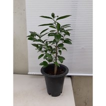 [박씨농원] 레몬나무/오렌지레몬나무/높이62센치정도/황금레몬