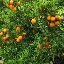 영화청과 특급 국내산 제주도 레드향 1kg 제주가격