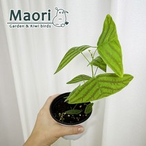 크리스티아 버터플라이 나비플랜츠 나비플랜트 옵코르다타 감성 희귀 키우기쉬운식물 대성식물, 1개