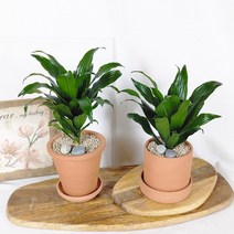 [토분 set] 키우기 쉬운 실내공기정화식물 반려식물 드라세나 콤펙타, 플라워 토분 + 플라워 토분