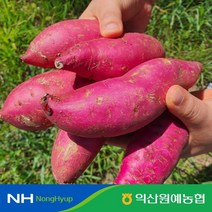 익산원예농협 익산 탑마루 꿀 고구마 (특상 2kg/3kg/5kg/10kg), 고구마 특상 10kg