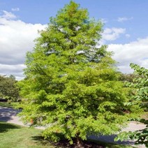 낙우송나무 묘목 10주묶음 실생 침엽수 정원수