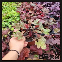 (나무농장) 휴케라 파이어알람 포트
