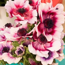 [꽃씨]아네모네-모나리자 레드바이칼라 10립