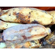 햇 연근 흙연근 통연근(특품) 국내산 2kg 5kg 10kg, 연근2kg