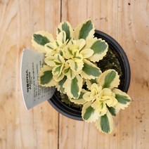 아틸란티스 세덤 노지월동 야생화 선별발송, 1개