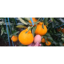 제주농장 한라봉 대과 혼합 선물용 가정용 3kg 5kg 명절선물세트, 2.혼합5kg 선물용