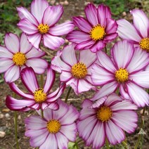 코스모스 피코티 혼합 1g(약100립)