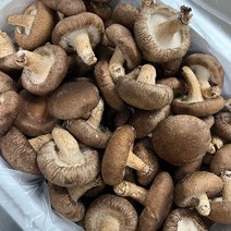[국내산선별표고] 생 표고 표고버섯 특품 상품, 상품 1kg, 1개