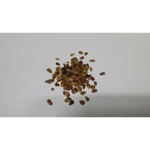 참죽나무씨앗25g(1500립)