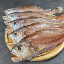 침조기 5마리, 중 27cm 내외 5마리