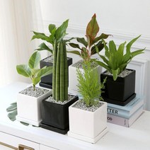 공기정화 식물 화분 10종 [플랜테리어 셀프인테리어 집꾸미기 공기청정 생화], 화이트/크루시아