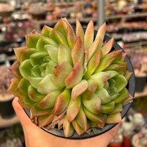 골드윈 다육식물 묵은둥이 자연군생