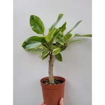 외목대 수형 뱅갈고무나무 중품 30~55cm 69