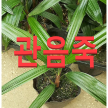 (성실농원)관음죽 화분(소)2개 공기정화식물판매