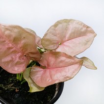 꽃파는농부 - 가드닝 입문에 추천 공기정화식물 싱고니움, 핑키(너비:10cm/높이:20cm내외)