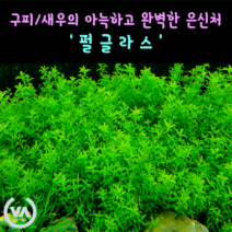 [비바소녀] 구피 새우의 완벽한 은신처 펄글라스(6줄기) 초보수초 레이아웃 미니어항