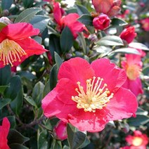 캔들마노 [ 프래그런스오일 ] 카멜리아 Camellia _ 동백향 동백꽃향, 500ml
