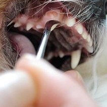 강아지 셀프 치석제거기 도구 반달형 1p 고양이 치석제거기