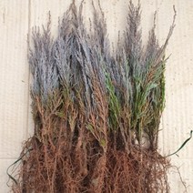 조경나무 묘목 블루엔젤 삽목2년생 1주(개) 키20cm내외